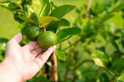 Cropped image of hand holding fruits