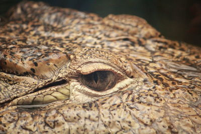 Cropped image of crocodile eye