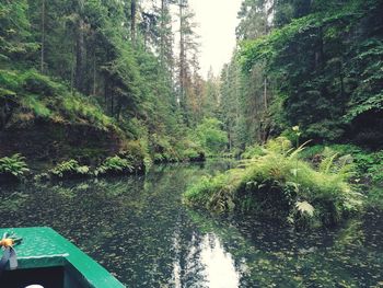 Scenic view of river amidst trees in forest