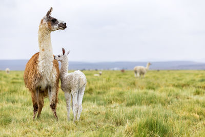 Llamas standing on grassy field