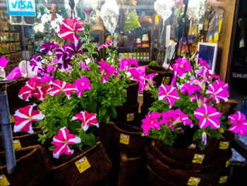 Pink flowers blooming outdoors