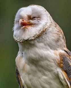 Close-up of eagle