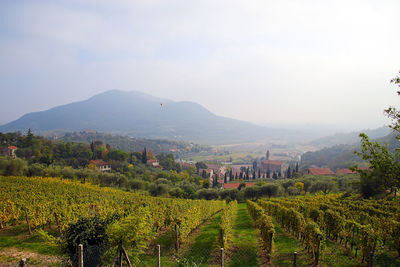 Scenic view of vineyard against sky