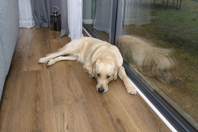 A young male golden retriever is resting on vinyl panels in the rays sun under the terrace window