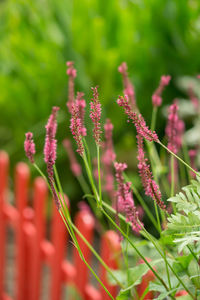 Close-up of red flowers blooming outdoors