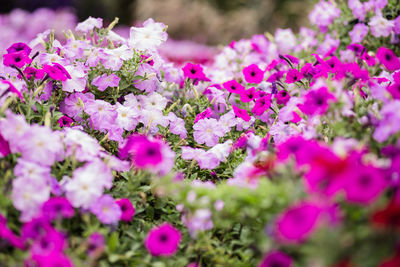 Close-up of pink flowering plant