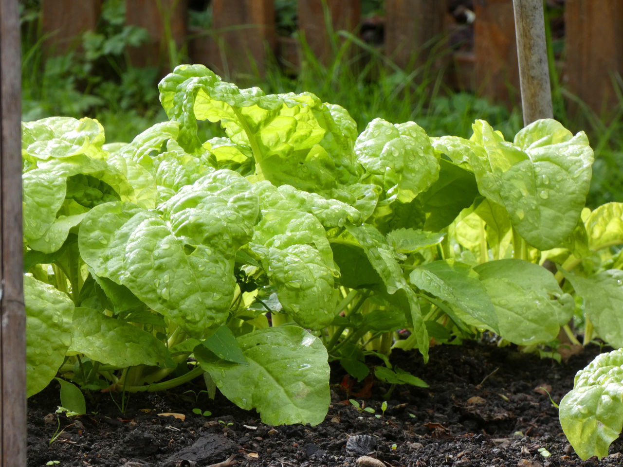 CLOSE-UP OF FRESH GREEN PLANTS IN FIELD