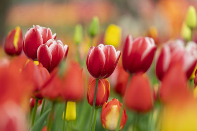 Close-up of red tulips