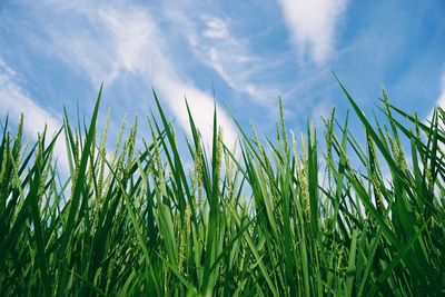 Low angle view of wheat growing on field against sky