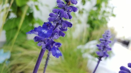 Close-up of purple flowers