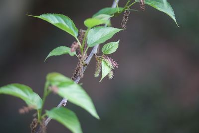 Close-up of plant