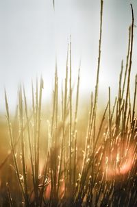 Close-up of grass on field against sky at sunset