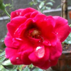 Close-up of red rose blooming outdoors