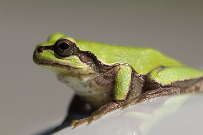 Close-up of frog