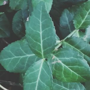 Close-up of leaves