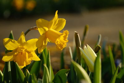 Close-up of yellow flowering plant