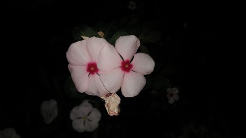 Close-up of pink flowers blooming against black background