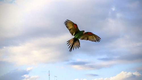 Low angle view of bird flying against sky
