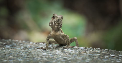 Close-up of lizard