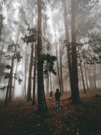 People walking on tree trunk in forest