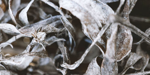 Close-up of dry leaves on plant during winter