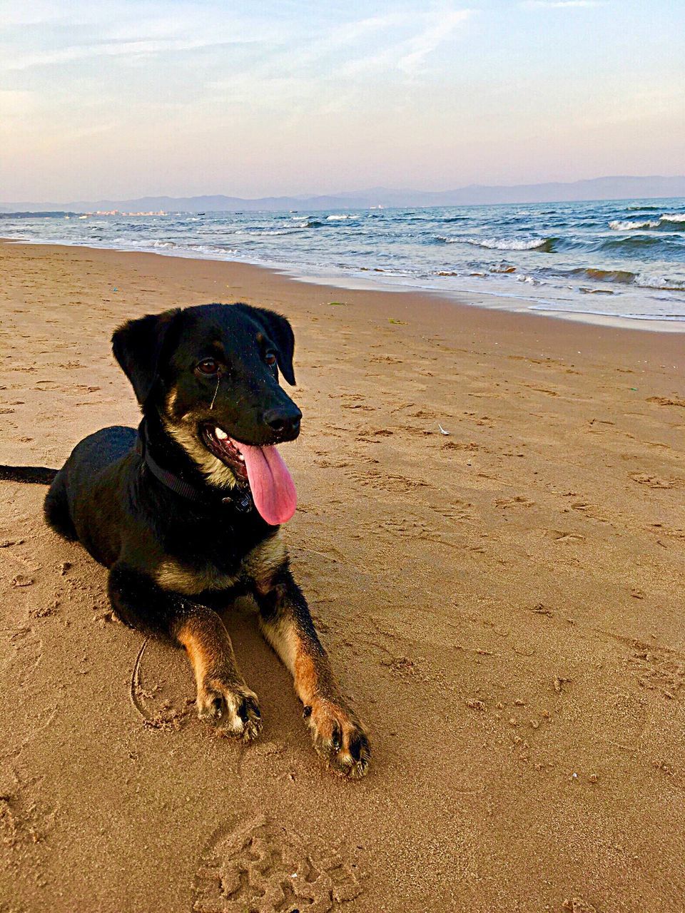 DOG ON BEACH AGAINST SEA AGAINST SKY