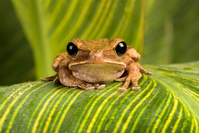 Close-up of frog on leaves