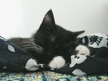 Cat looking away