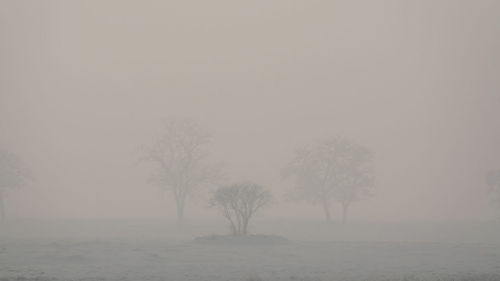 Bare trees on snow covered landscape