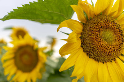 Close-up of yellow sunflower