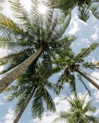 Low angle view of palm trees against sky