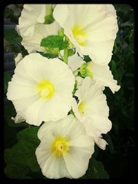 Close-up of white flowers blooming outdoors