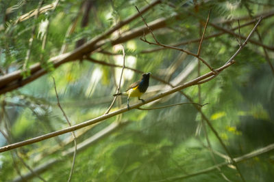 Low angle view of bird perching on branch