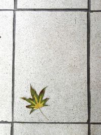 Close-up of plant on tiled floor