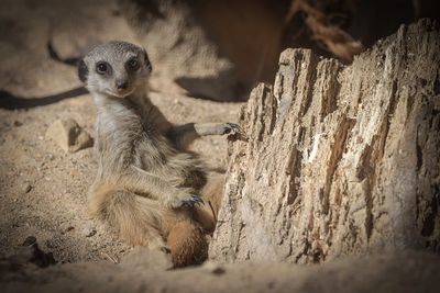 View of an animal sitting in zoo