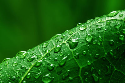 Close-up of raindrops on green leaves