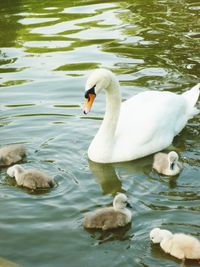 Two swans swimming in lake