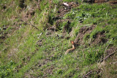 High angle view of lizard on field