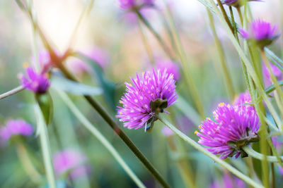 Close-up of purple flowering plant