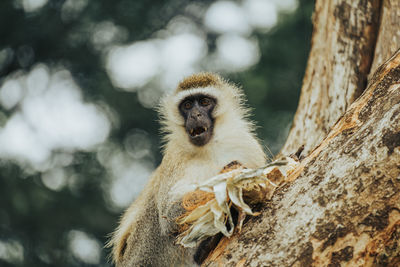 Close-up of monkey