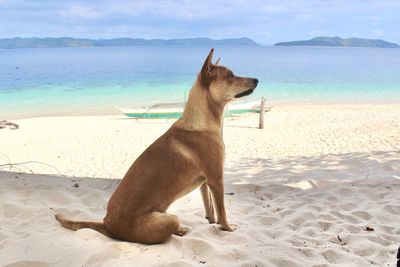 Dog on the beach