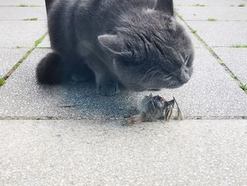 High angle view of a cat drinking water