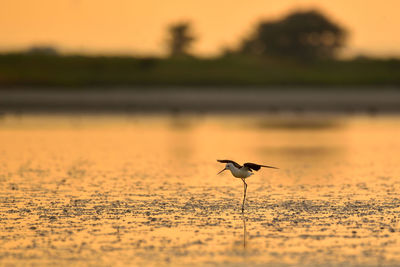 Bird on a land