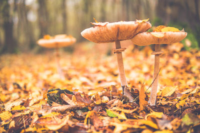 Close-up of mushroom growing on field during autumn