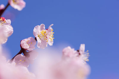 Close-up of cherry blossoms against blue sky