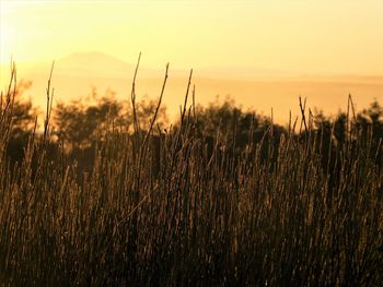 Close-up of stalks in field against sky during sunset