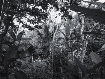 Low angle view of trees in building