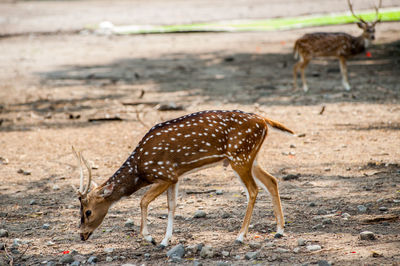 Deer standing in a field