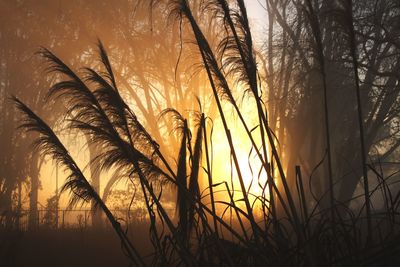 Close-up of silhouette plants against sky during sunset