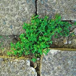 Close-up of plant growing on wall